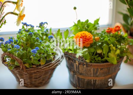 Frühlingsblumen auf Fensterbank. Zart blaue Forget-me-not-Blumen und oranger Ranunculus in Körben. Stockfoto