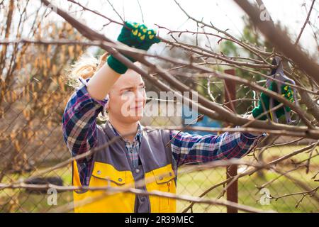 Professionelle Gärtnerinnen beschneiden im Frühfrühling einen Obstbaum im Garten. Stockfoto