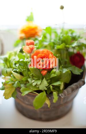 Wunderschöne orangefarbene Ranunculus Blumen in einem Topf. Gartenkonzept für den Hausbau. Stockfoto