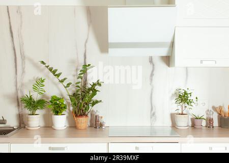 Gartenarbeit im Haus. Grüne Pflanzen in einem Topf auf einem Küchentisch. Stockfoto