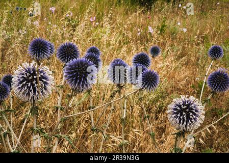 Blooming Serenity: Magenta Flowers in a Sea of Gold Stockfoto