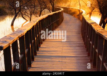 Pasarelas al Amanecer, Parque Nacional Tablas de Daimiel, Ciudad Real, Kastilien-La Mancha, Spanien, Europa. Stockfoto