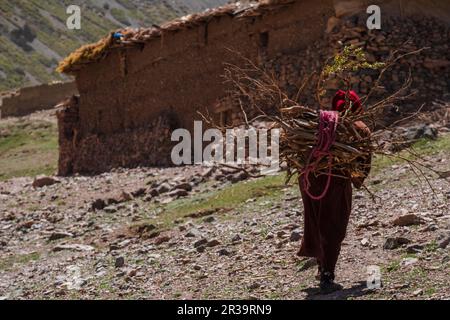 Frau mit Feuerholz, Azib Ikkis, Atlasgebirge, marokko, afrika. Stockfoto