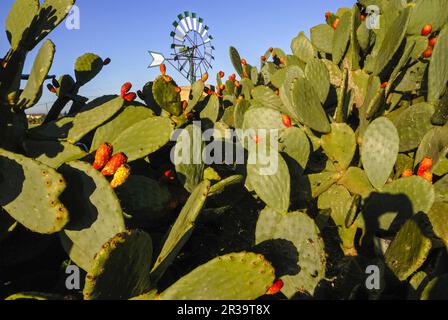 Molino de Agua para Extraccion (s. XIX-XX). Cami de Sa pedra rodona.Campos.Comarca de Migjorn. Mallorca. Balearen. España. Stockfoto