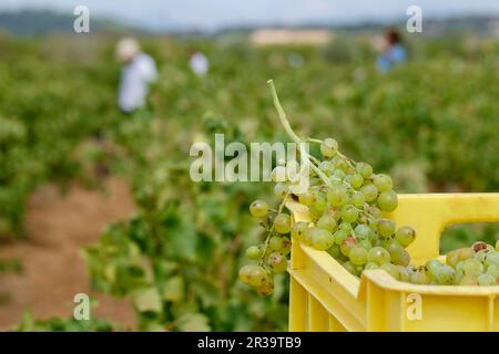 Vendimia de uva Premsal, Finca de Camí de Felanitx, Celler Mesquida-Mora, Porreres, Mallorca, Balearen, Spanien. Stockfoto