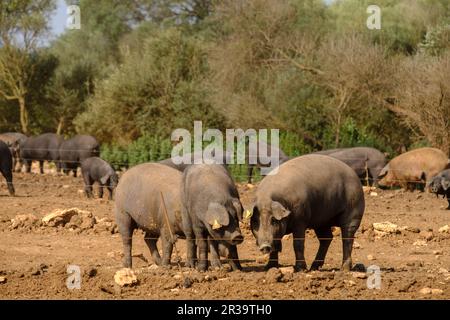 Niara de cerdos Negros, Finca Es Bosch Vell, Santa Margalida, Mallorca, Balearen, Spanien, Europa. Stockfoto