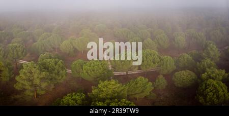 Harzgewinnung in einem Pinus Pinaster Wald, Montes de Coca, Segovia, Spanien. Stockfoto