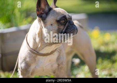 Fauler französischer Bulldog im Garten. Stockfoto