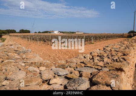 Weinberge der Kellerei Terramoll, La Mola, Formentera, Pitiusas-Inseln, Balearen-Gemeinschaft, Spanien. Stockfoto