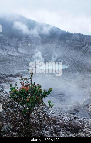 Blick auf den wunderschönen Krater über dem Gipfel des Mount Tangkuban Perahu, Bandung, West Java, Indonesien Stockfoto