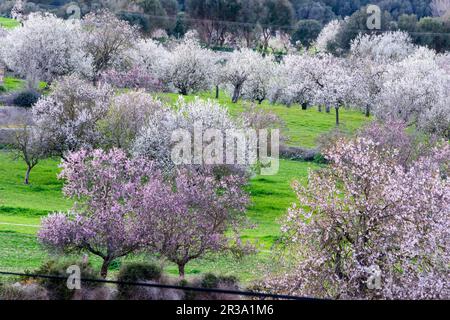 Almendros en Flor, Finca de Aubenya, Algaida, mallorca Islas Baleares, España, Europa. Stockfoto