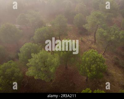 Harzgewinnung in einem Pinus Pinaster Wald, Montes de Coca, Segovia, Spanien. Stockfoto