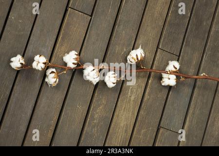 Ein langer Baumwollzweig mit mehreren Knospen auf einer braunen Holzfläche Stockfoto