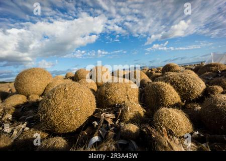 bolas de posidonia, playa de Es Dolç, dunas de Son Real, bahia de Alcudia, Santa Margarida, Mallorca, balearen, spanien, europa. Stockfoto