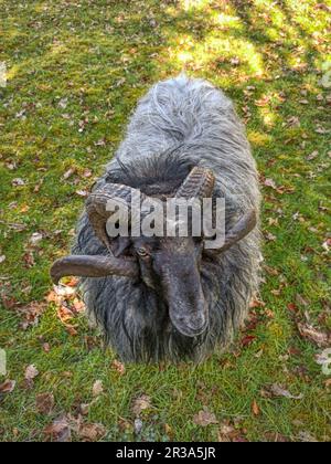 Heidschnucke in Schleswig-Holstein Stockfoto