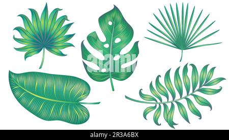 Verschiedene tropische Blätter isoliert auf weiß. Vektordarstellung. Stock Vektor