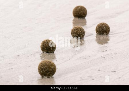 bolas de posidonia, playa de Es Dolç, dunas de Son Real, bahia de Alcudia, Santa Margarida, Mallorca, balearen, spanien, europa. Stockfoto