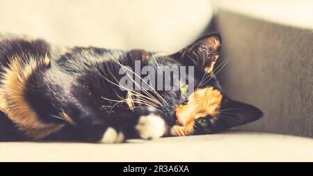 Nahaufnahme des Gesichts eines Schwarzen und Ginger cat auf einer Couch Stockfoto