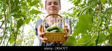 Eine unscharfe Frau im Hintergrund, die im Gewächshaus steht und einen Korb mit Gurken in der Hand hält. Stockfoto