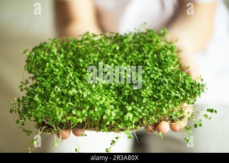 Mikrogrüne Sprossen in Kinderhänden rohe Sprossen, Mikrogrün, gesundes Esskonzept. Keimmikrofon Stockfoto