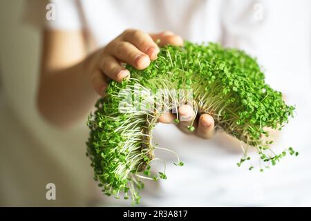 Mikrogrüne Sprossen in Kinderhänden rohe Sprossen, Mikrogrün, gesundes Esskonzept. Keimmikrofon Stockfoto