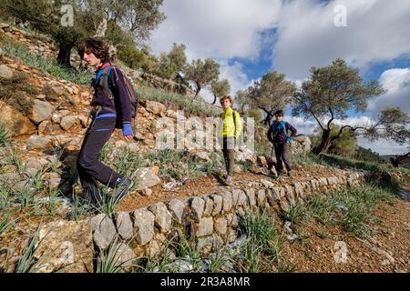 Wanderer im Olivenhain, Orienttal, Mallorca, Balearen, Spanien. Stockfoto