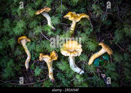 Frische Pfifferlingpilze auf dem Boden in einem Wald Stockfoto