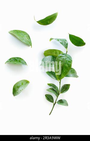 Kaffir-Kalkblätter mit Wassertröpfchen Stockfoto