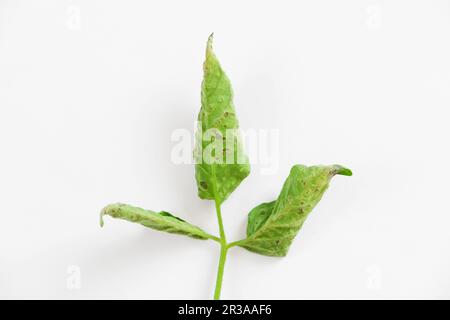 Blattfleck-Symptom. Dunkle Flecken und gelbe Umgebung. Septoria der Tomaten. Tomate mit Septoria lycopersici-Pilz. Pulveriger Schimmel. Bruder Stockfoto