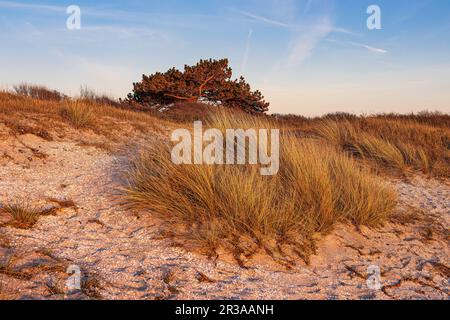 Strand In Kloster Auf Der Insel Hiddensee. Stockfoto