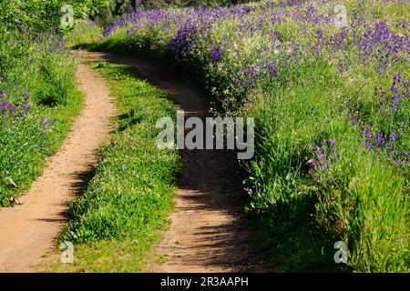 Camino de la Dehesa primaveral, Estremoz, Alentejo, Portugal, Europa. Stockfoto