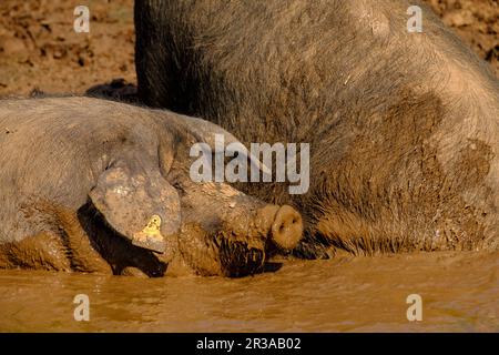 Niara de cerdos Negros, Finca Es Bosch Vell, Santa Margalida, Mallorca, Balearen, Spanien, Europa. Stockfoto