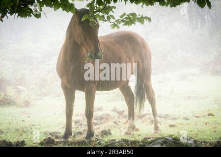 Caballo Bajo Las Hayas, Fagus Sylvaticus, Parque natural Gorbeia, Alava - Vizcaya, Euzkadi, Spanien. Stockfoto