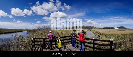 Torre de observacion, canal des Sol, S'Albufera de Mallorca, Mallorca, Balearen, Spanien. Stockfoto