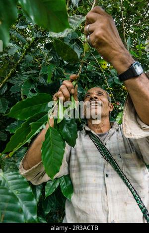 Recoleccion de Café, La Taña, Zona Reyna, Departamento de Uspantan, Guatemala, Mittelamerika. Stockfoto