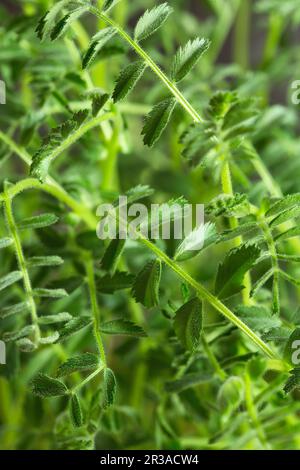 Grüner Blumenhintergrund. Nahaufnahme von Kichererbsen-Mikrogrün in der Holzkiste. Keimende Mikrogrüner. Stockfoto