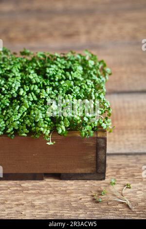 Nahaufnahme von Senf-Mikrogrün, grünen Blättern und Stielen. Keimende Mikrogrüner. Saatgutkeimung bei Stockfoto