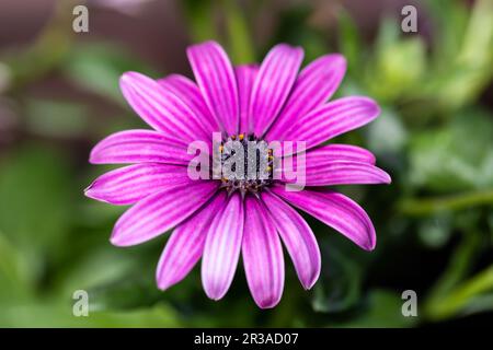 Cape Rain Daisy - Cape Marigold Purple Pink Blume. Stockfoto