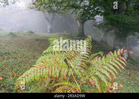 Riaza, Fagus Sylvaticus, Parque natural Gorbeia, Alava - Vizcaya, Euzkadi, Spanien. Stockfoto