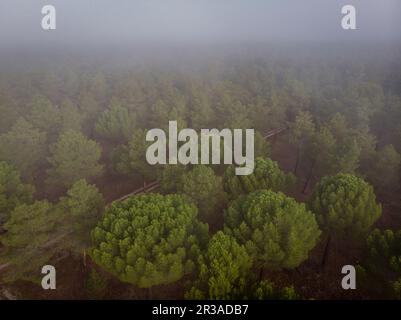 Harzgewinnung in einem Pinus Pinaster Wald, Montes de Coca, Segovia, Spanien. Stockfoto