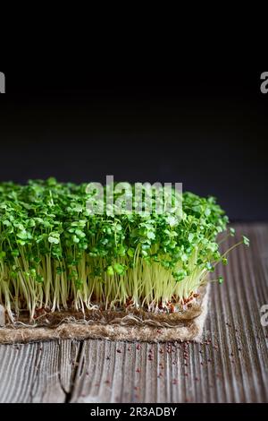 Nahaufnahme von Brokkoli-Mikrogrün mit Samen und Wurzeln auf den Jute Microgreens Grow Mats. Keim M Stockfoto