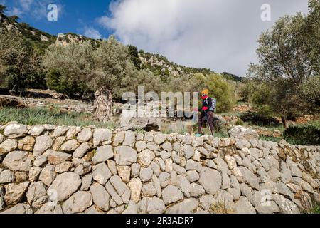 Wanderer im Olivenhain, Orienttal, Mallorca, Balearen, Spanien. Stockfoto