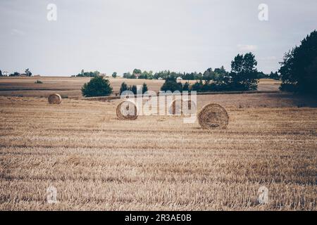 Strohballen auf einem Feld Stockfoto