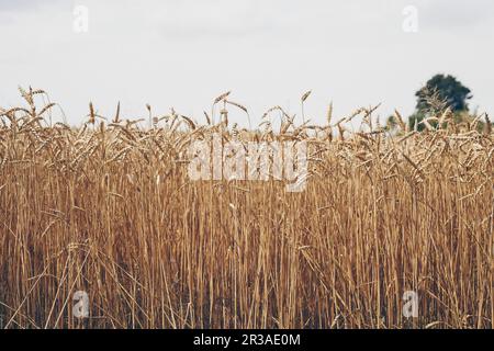 Weizenfeld Stockfoto