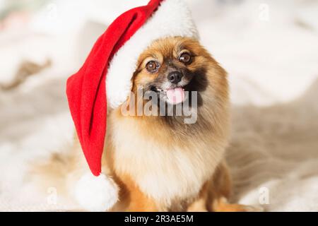 Wunderschöner pommerischer Hund mit rotem weihnachtsmann-Hut. Weihnachtswelpe. Frohes neues Jahr Karte 2018 mit dem Jahr d Stockfoto