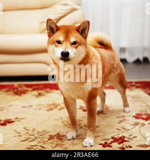 Japanischer Shiba Inu Hund im großen Haus Stockfoto