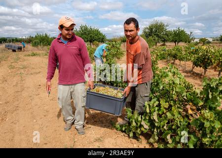 Vendimia de uva Premsal, Finca de Camí de Felanitx, Celler Mesquida-Mora, Porreres, Mallorca, Balearen, Spanien. Stockfoto