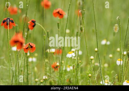 Authentischer Blumenhintergrund mit weißen Gänseblümchen, rotem Mohn, wunderschönen Wildblumen. SommerKamille Stockfoto