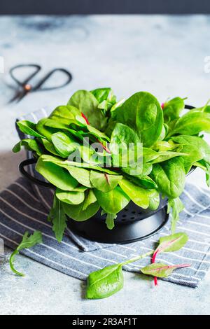 Grüne Blätter von Baby-Spinat, Mangold und Rucola in einem Sieb, das für die Zubereitung von Salat oder Smoothie gewaschen wurde. V Stockfoto