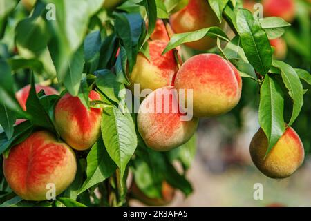 Süße Pfirsichfrüchte wachsen auf einem Pfirsichbaum Zweig in Obstgarten Stockfoto